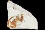 Partial Fossil Pea Crab (Pinnixa) From California - Miocene #105040-1